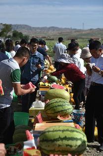 宁夏兴仁镇硒砂瓜免费吃,免费品尝大自然的馈赠” 第2张 宁夏兴仁镇硒砂瓜免费吃,免费品尝大自然的馈赠” 第2张